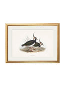 Quality Glass Fronted Framed Print, c.1837's British Coastal Birds Framed Wall Art PictureVintage Frog T/AFramed Print