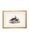 Quality Glass Fronted Framed Print, c.1837's British Coastal Birds Framed Wall Art PictureVintage Frog T/AFramed Print