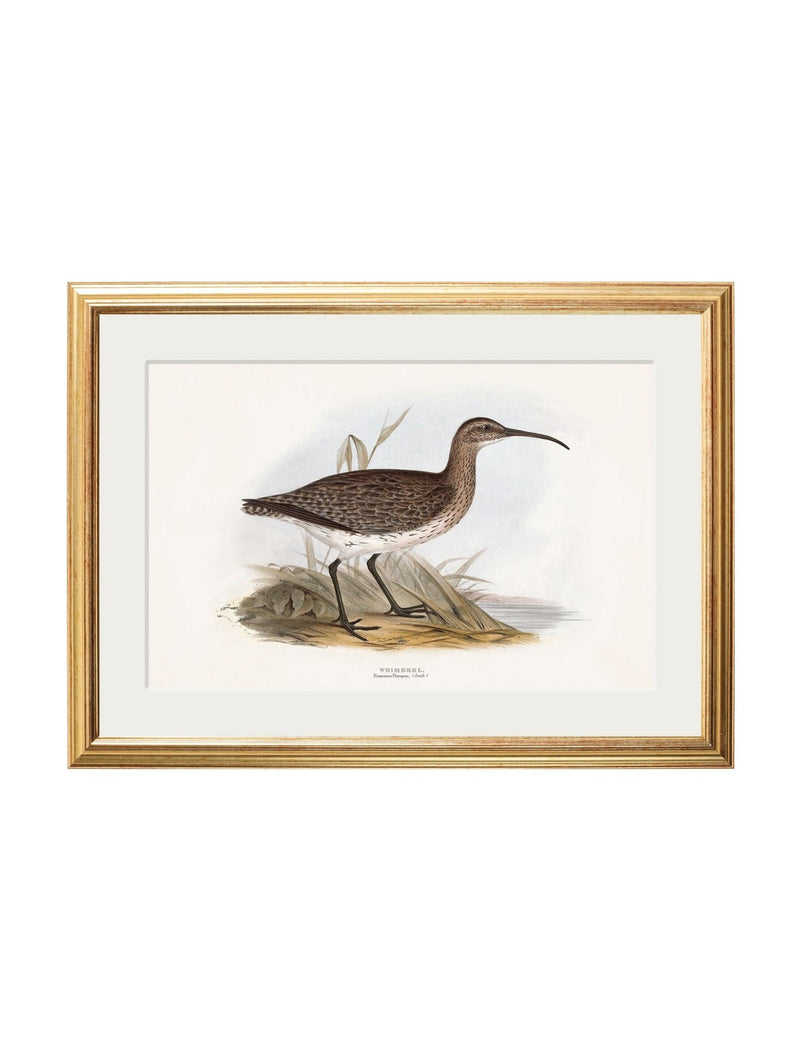 Quality Glass Fronted Framed Print, c.1837's British Coastal Birds Framed Wall Art PictureVintage Frog T/AFramed Print