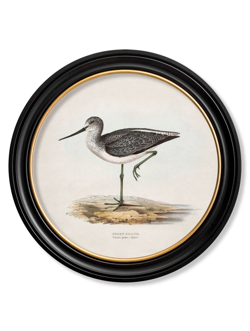 Quality Glass Fronted Framed Print, c.1837's British Coastal Birds - Round Framed Wall Art PictureVintage Frog T/AFramed Print