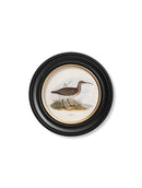 Quality Glass Fronted Framed Print, c.1837's British Coastal Birds - Round Framed Wall Art PictureVintage Frog T/AFramed Print