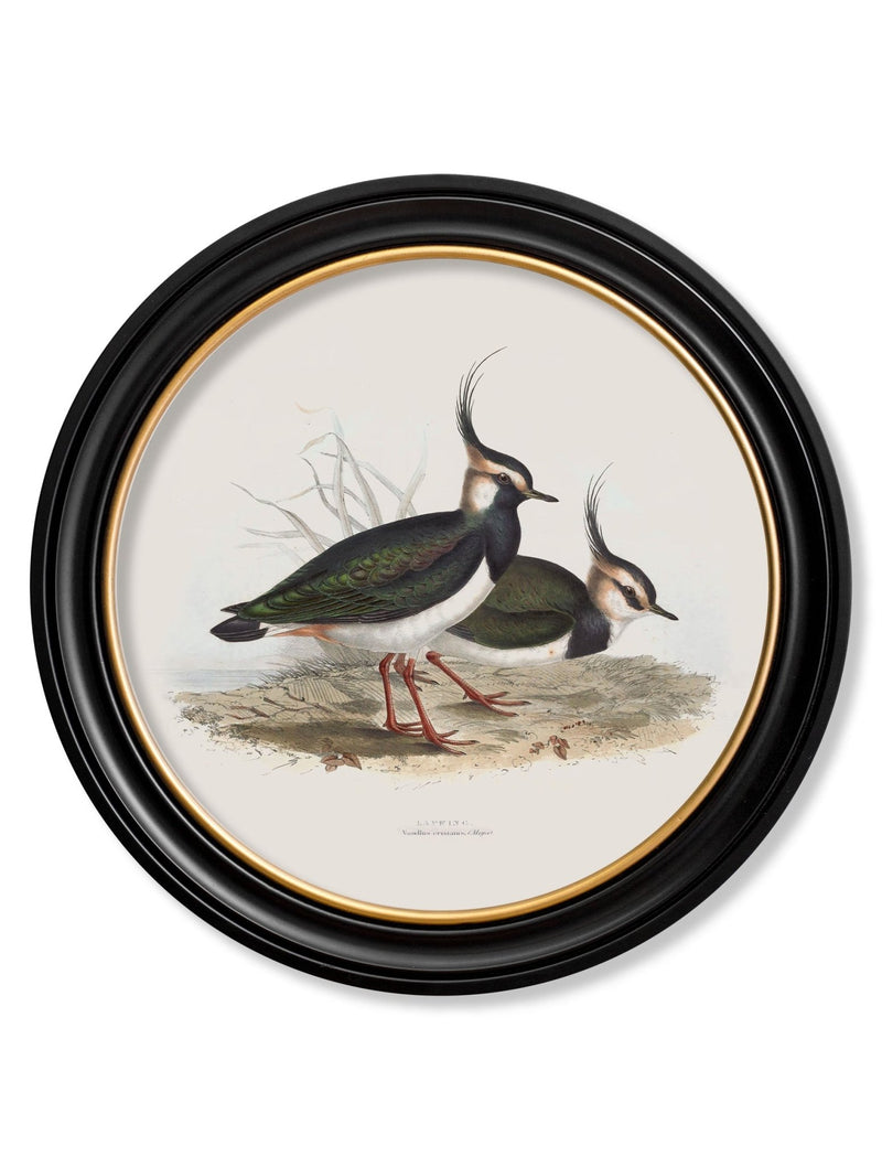 Quality Glass Fronted Framed Print, c.1837's British Coastal Birds - Round Framed Wall Art PictureVintage Frog T/AFramed Print