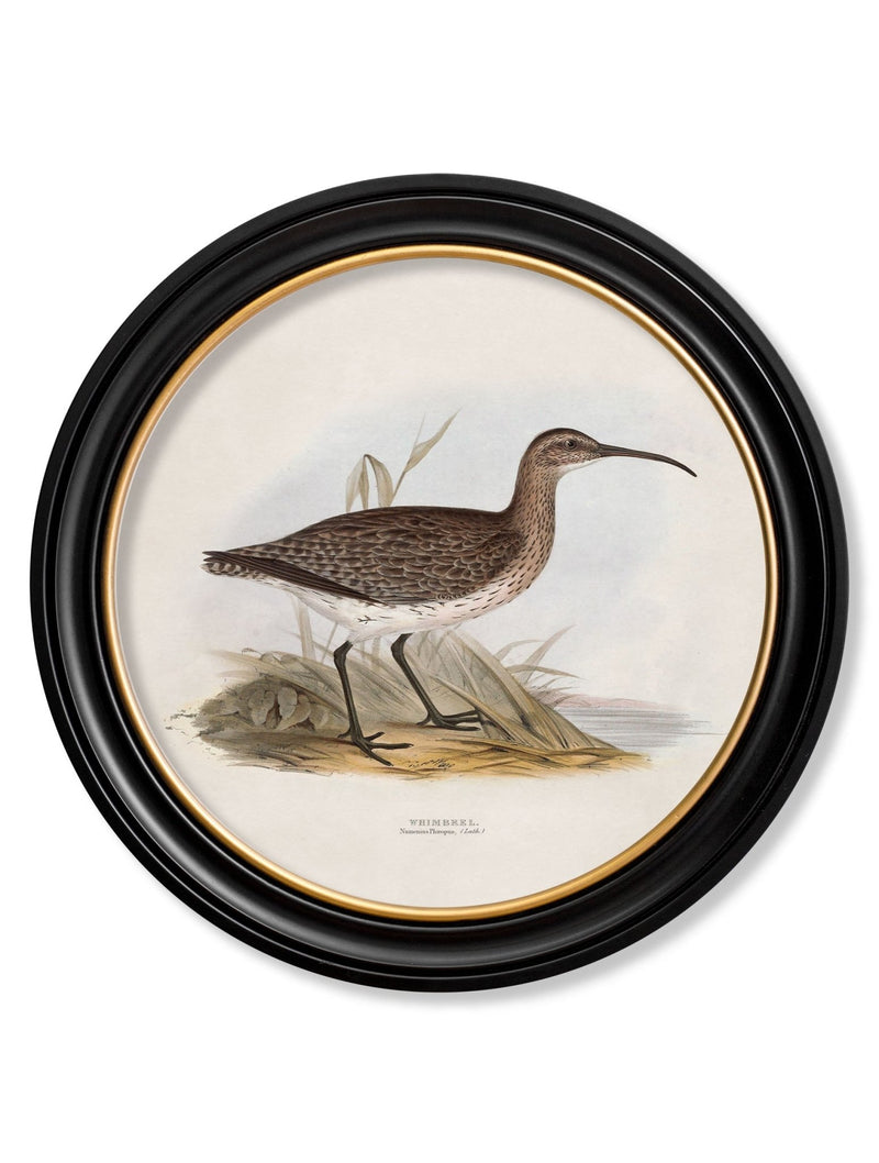 Quality Glass Fronted Framed Print, c.1837's British Coastal Birds - Round Framed Wall Art PictureVintage Frog T/AFramed Print