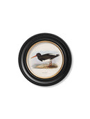 Quality Glass Fronted Framed Print, c.1837's British Coastal Birds - Round Framed Wall Art PictureVintage Frog T/AFramed Print