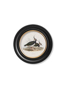 Quality Glass Fronted Framed Print, c.1837's British Coastal Birds - Round Framed Wall Art PictureVintage Frog T/AFramed Print