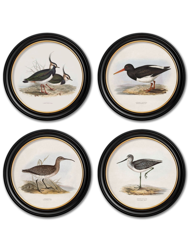 Quality Glass Fronted Framed Print, c.1837's British Coastal Birds - Round Framed Wall Art PictureVintage Frog T/AFramed Print