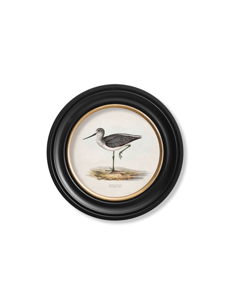 Quality Glass Fronted Framed Print, c.1837's British Coastal Birds - Round Framed Wall Art PictureVintage Frog T/AFramed Print