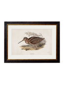 Quality Glass Fronted Framed Print, c.1837's British Game Birds Framed Wall Art PictureVintage Frog T/AFramed Print