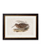 Quality Glass Fronted Framed Print, c.1837's British Game Birds Framed Wall Art PictureVintage Frog T/AFramed Print