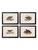 Quality Glass Fronted Framed Print, c.1837's British Game Birds Framed Wall Art PictureVintage Frog T/AFramed Print