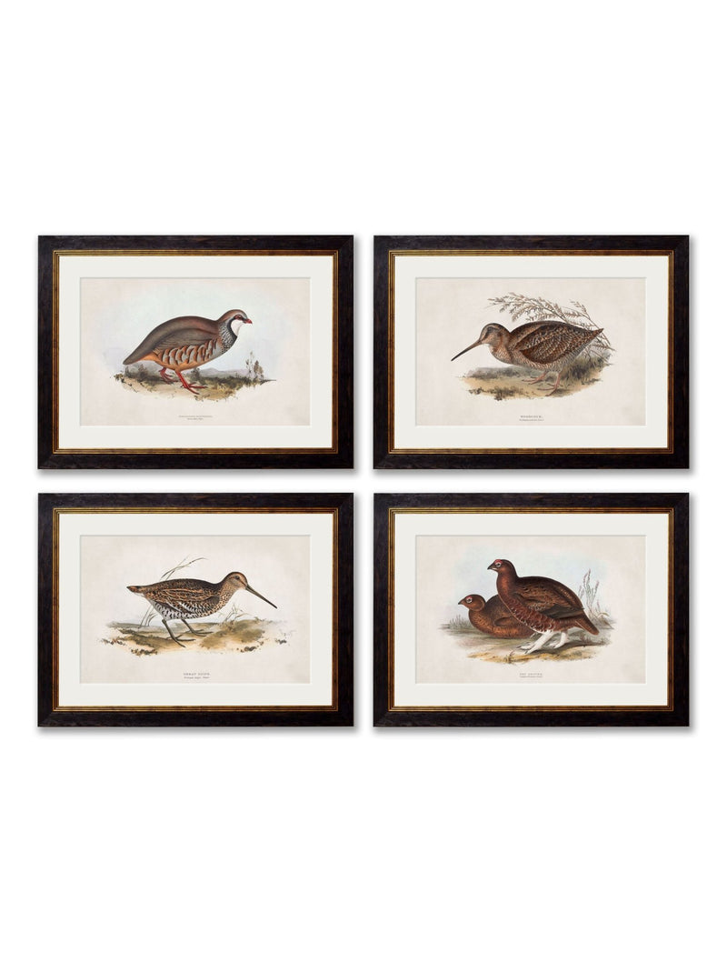 Quality Glass Fronted Framed Print, c.1837's British Game Birds Framed Wall Art PictureVintage Frog T/AFramed Print