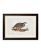 Quality Glass Fronted Framed Print, c.1837's British Game Birds Framed Wall Art PictureVintage Frog T/AFramed Print