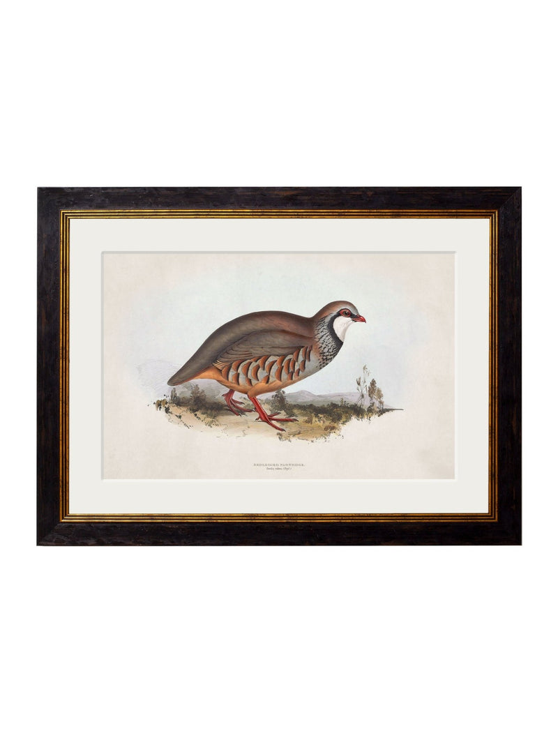 Quality Glass Fronted Framed Print, c.1837's British Game Birds Framed Wall Art PictureVintage Frog T/AFramed Print