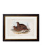 Quality Glass Fronted Framed Print, c.1837's British Game Birds Framed Wall Art PictureVintage Frog T/AFramed Print