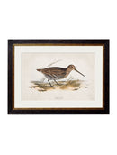 Quality Glass Fronted Framed Print, c.1837's British Game Birds Framed Wall Art PictureVintage Frog T/AFramed Print