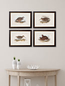 Quality Glass Fronted Framed Print, c.1837's British Game Birds Framed Wall Art PictureVintage Frog T/AFramed Print