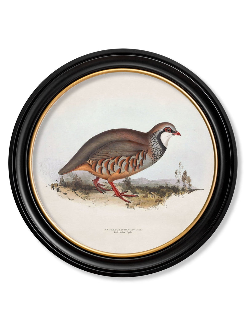 Quality Glass Fronted Framed Print, c.1837's British Game Birds - Round Framed Wall Art PictureVintage Frog T/AFramed Print