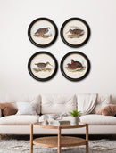 Quality Glass Fronted Framed Print, c.1837's British Game Birds - Round Framed Wall Art PictureVintage Frog T/AFramed Print