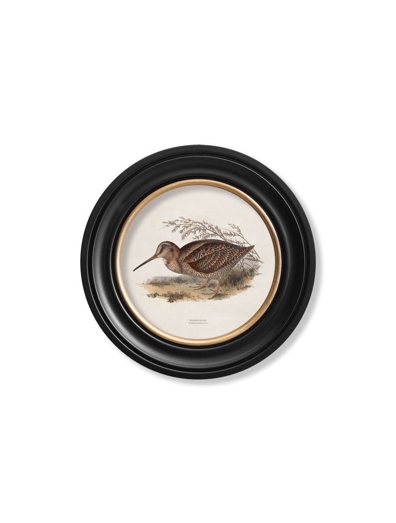 Quality Glass Fronted Framed Print, c.1837's British Game Birds - Round Framed Wall Art PictureVintage Frog T/AFramed Print