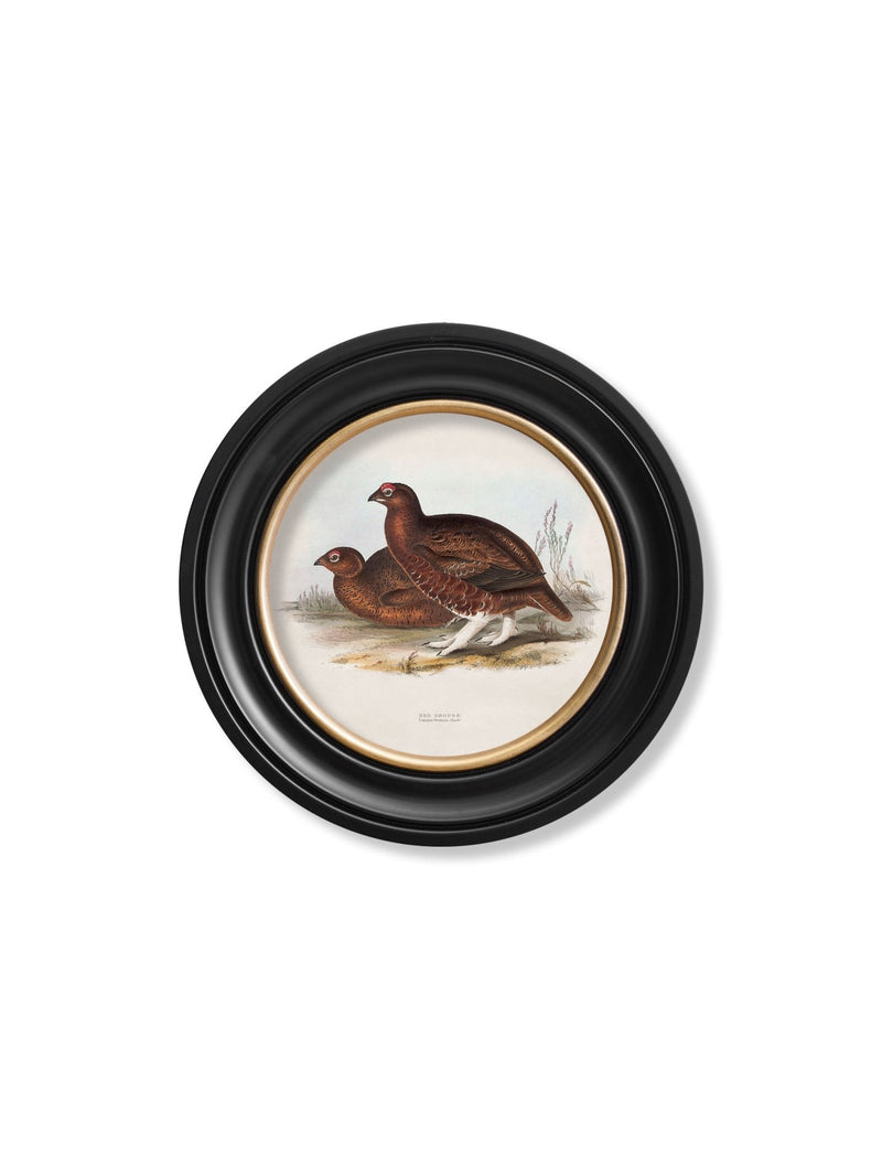 Quality Glass Fronted Framed Print, c.1837's British Game Birds - Round Framed Wall Art PictureVintage Frog T/AFramed Print