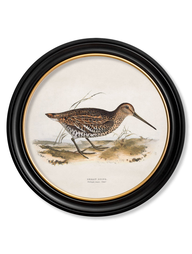 Quality Glass Fronted Framed Print, c.1837's British Game Birds - Round Framed Wall Art PictureVintage Frog T/AFramed Print