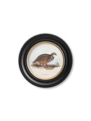 Quality Glass Fronted Framed Print, c.1837's British Game Birds - Round Framed Wall Art PictureVintage Frog T/AFramed Print