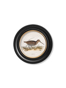 Quality Glass Fronted Framed Print, c.1837's British Game Birds - Round Framed Wall Art PictureVintage Frog T/AFramed Print