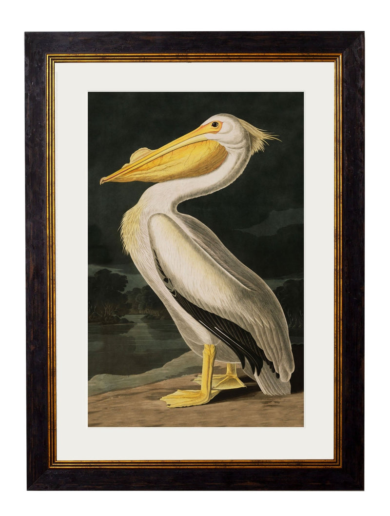 Quality Glass Fronted Framed Print, c.1838 Audubon's Birds of America Framed Wall Art PictureVintage Frog T/AFramed Print
