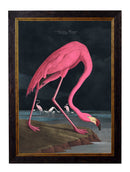 Quality Glass Fronted Framed Print, c.1838 Audubon's Flamingo - Dark Framed Wall Art PictureVintage Frog T/AFramed Print