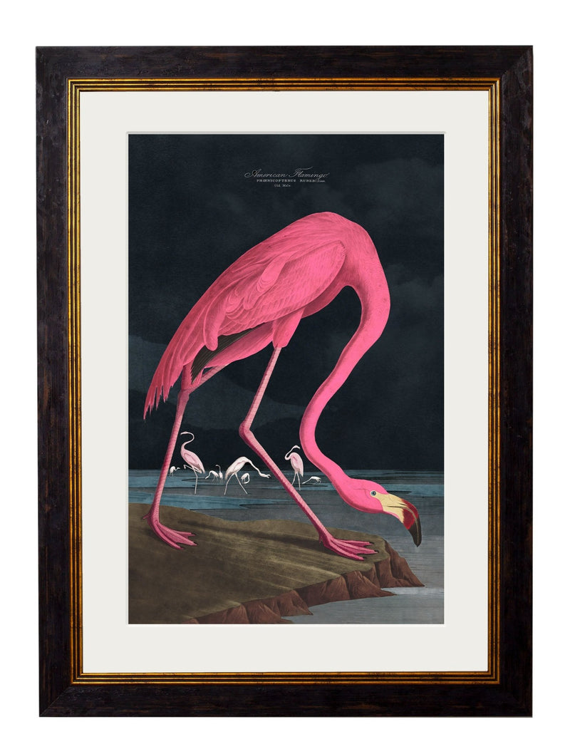 Quality Glass Fronted Framed Print, c.1838 Audubon's Flamingo - Dark Framed Wall Art PictureVintage Frog T/AFramed Print