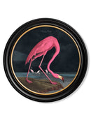 Quality Glass Fronted Framed Print, c.1838 Audubon's Flamingo - Dark - Round Frame Framed Wall Art PictureVintage Frog T/AFramed Print