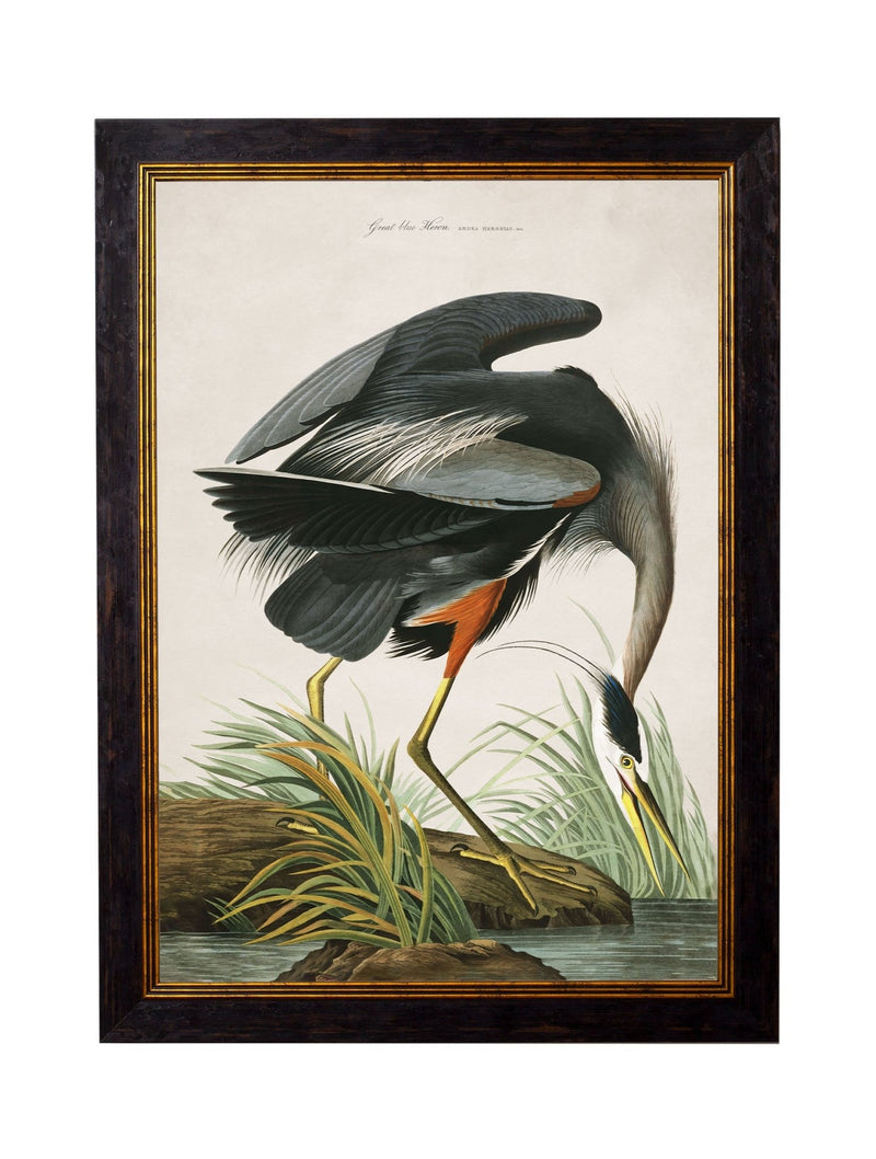 Quality Glass Fronted Framed Print, c.1838 Audubon's Great Blue Heron Framed Wall Art PictureVintage Frog T/AFramed Print