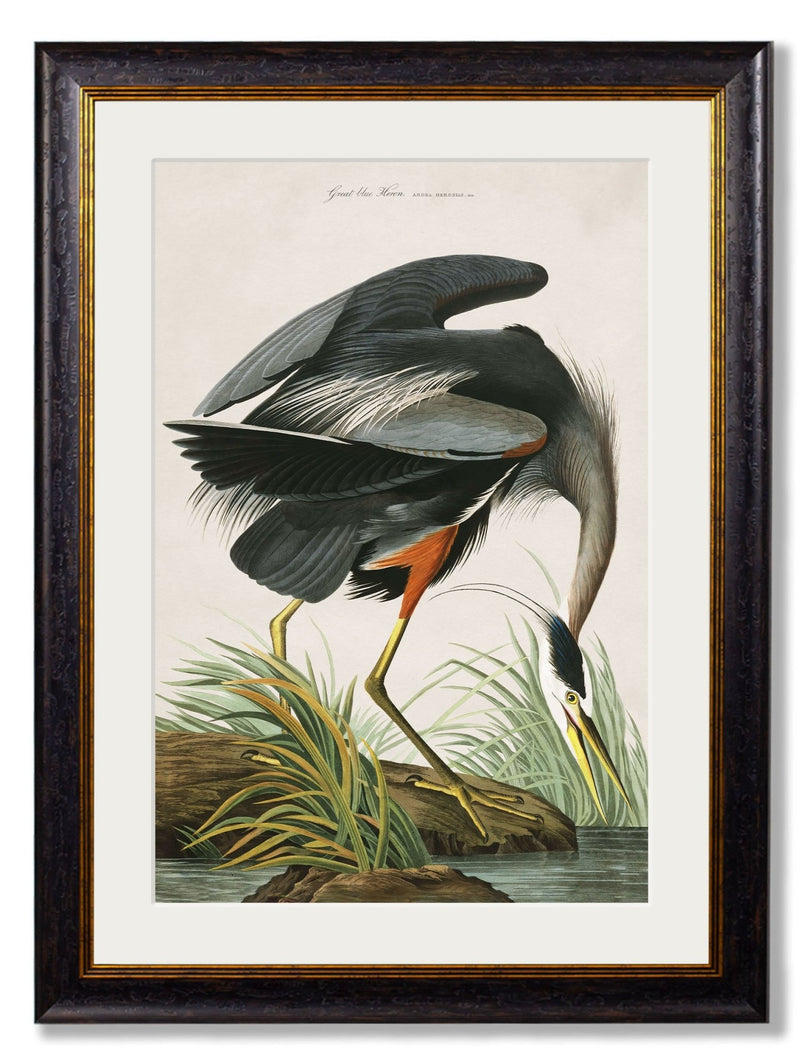 Quality Glass Fronted Framed Print, c.1838 Audubon's Great Blue Heron Framed Wall Art PictureVintage Frog T/AFramed Print