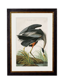 Quality Glass Fronted Framed Print, c.1838 Audubon's Great Blue Heron Framed Wall Art PictureVintage Frog T/AFramed Print