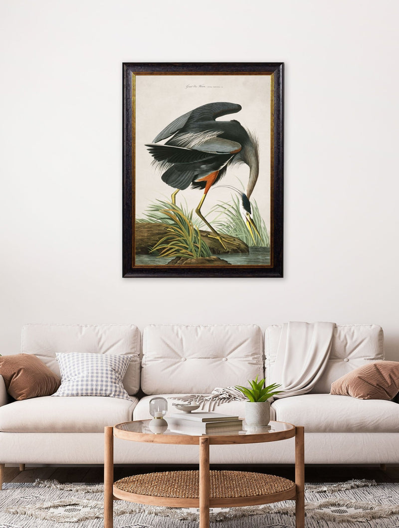 Quality Glass Fronted Framed Print, c.1838 Audubon's Great Blue Heron Framed Wall Art PictureVintage Frog T/AFramed Print