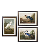 Quality Glass Fronted Framed Print, c.1838 Audubon's Herons Framed Wall Art PictureVintage Frog T/AFramed Print