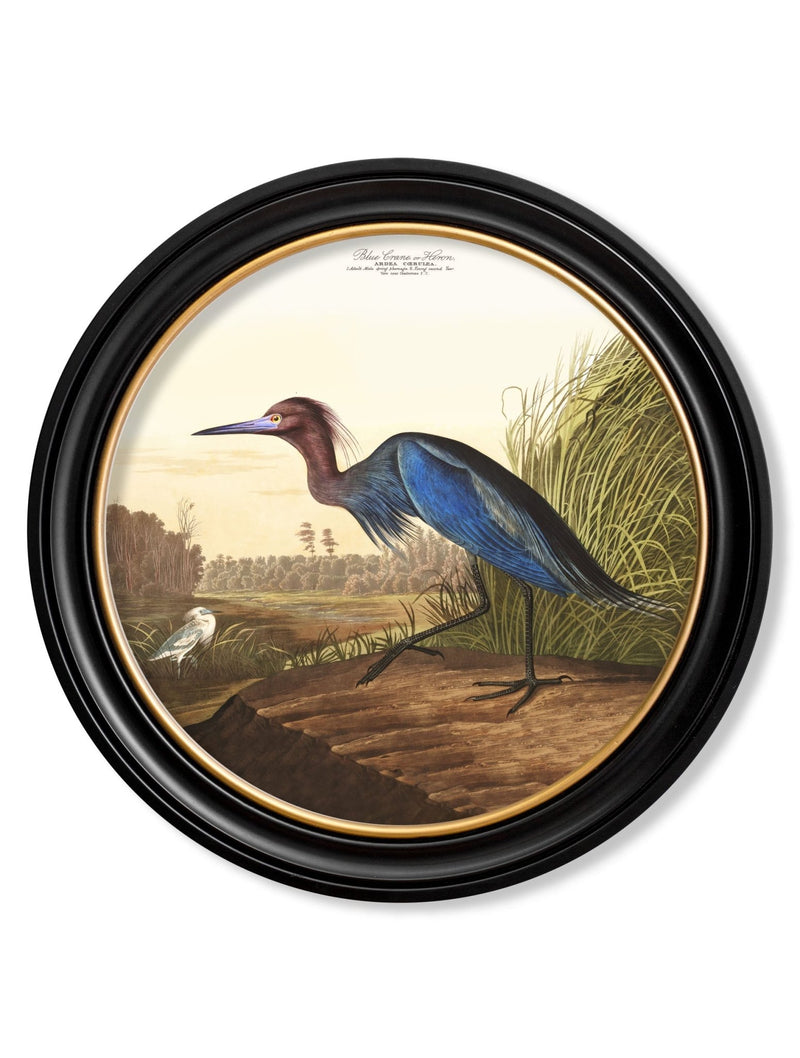 Quality Glass Fronted Framed Print, c.1838 Audubon's Herons in Round Frames Framed Wall Art PictureVintage Frog T/AFramed Print
