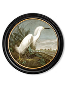 Quality Glass Fronted Framed Print, c.1838 Audubon's Herons in Round Frames Framed Wall Art PictureVintage Frog T/AFramed Print