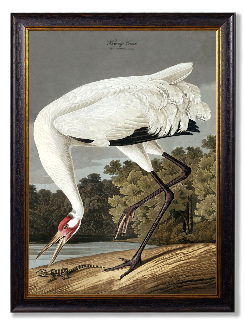 Quality Glass Fronted Framed Print, c.1838 Audubon's Hooping Crane Framed Wall Art PictureVintage Frog T/AFramed Print