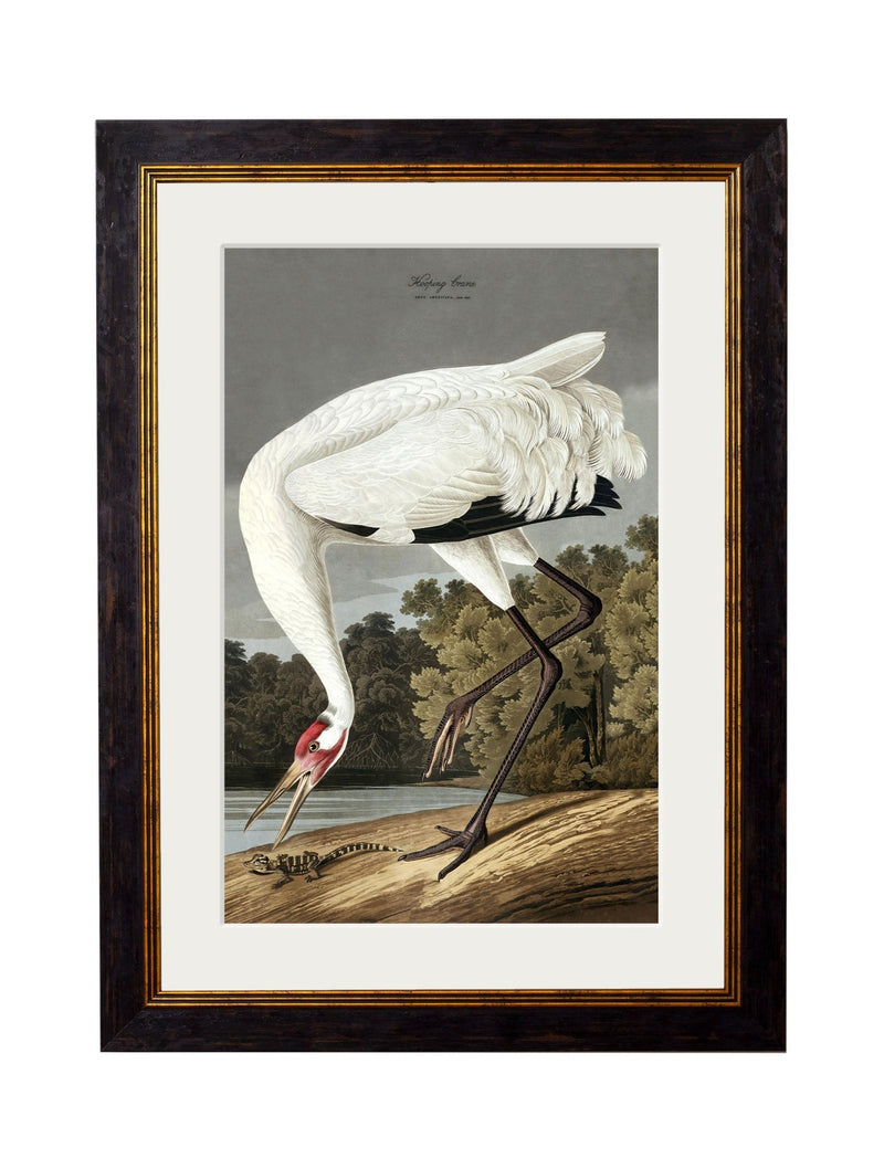 Quality Glass Fronted Framed Print, c.1838 Audubon's Hooping Crane Framed Wall Art PictureVintage Frog T/AFramed Print