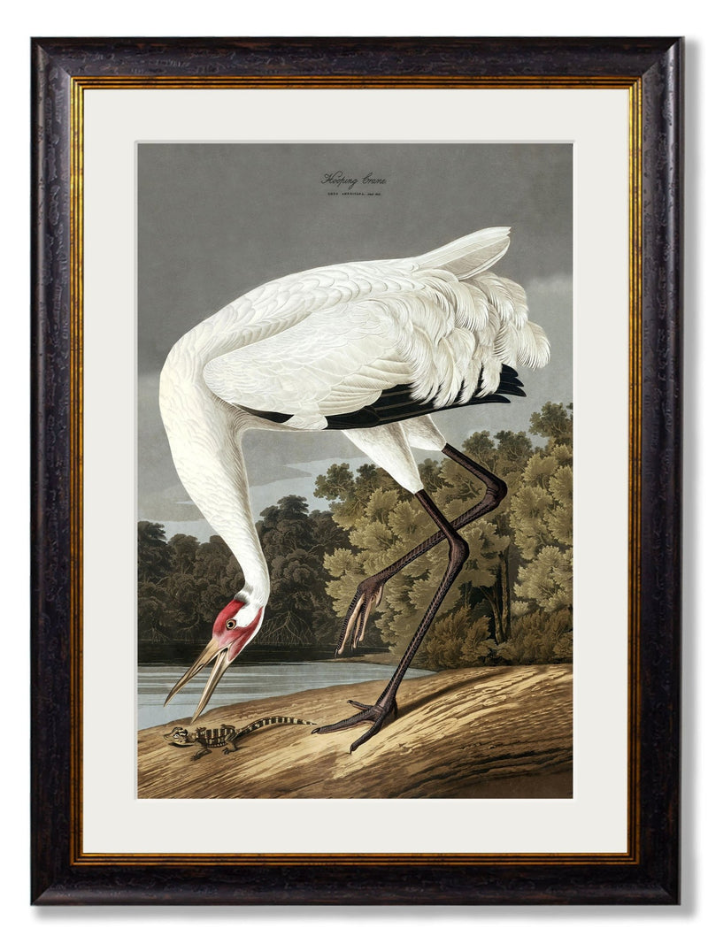 Quality Glass Fronted Framed Print, c.1838 Audubon's Hooping Crane Framed Wall Art PictureVintage Frog T/AFramed Print
