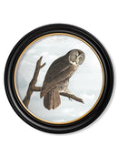 Quality Glass Fronted Framed Print, c.1838 Audubon's Owls - Round Frame Framed Wall Art PictureVintage Frog T/AFramed Print
