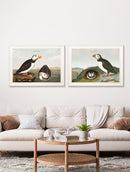 Quality Glass Fronted Framed Print, c.1838 Audubon's Puffins Framed Wall Art PictureVintage Frog T/AFramed Print