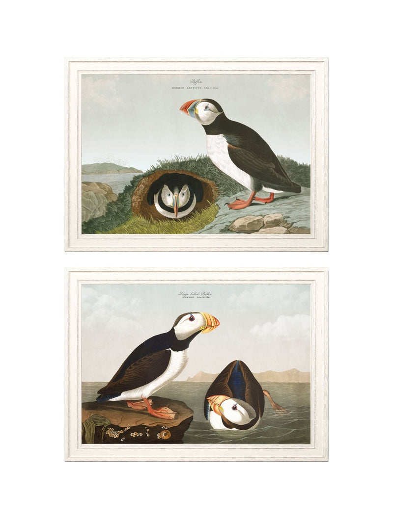 Quality Glass Fronted Framed Print, c.1838 Audubon's Puffins Framed Wall Art PictureVintage Frog T/AFramed Print