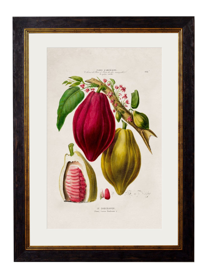 Quality Glass Fronted Framed Print, c.1843 Chocolate Plant Framed Wall Art PictureVintage Frog T/AFramed Print