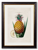 Quality Glass Fronted Framed Print, c.1843 Pineapple Plant Framed Wall Art PictureVintage Frog T/AFramed Print