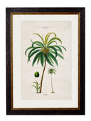 Quality Glass Fronted Framed Print, c.1843 Studies of South American Palm Trees Framed Wall Art PictureVintage Frog T/AFramed Print