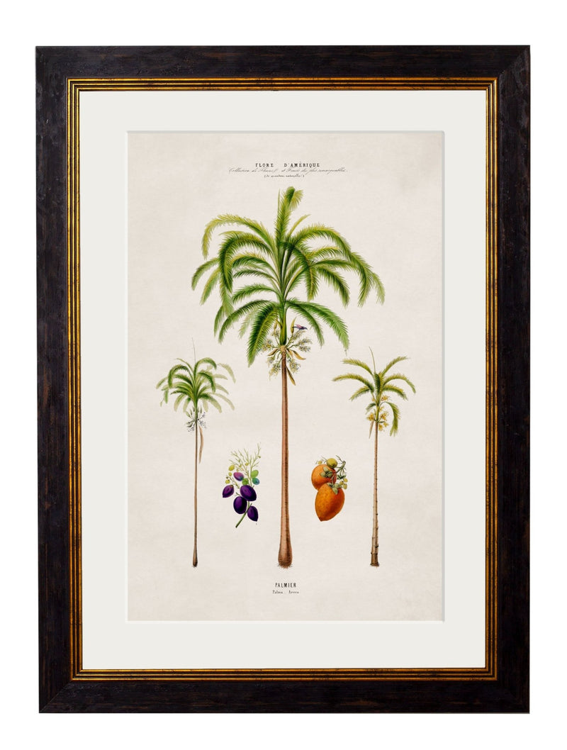 Quality Glass Fronted Framed Print, c.1843 Studies of South American Palm Trees Framed Wall Art PictureVintage Frog T/AFramed Print