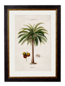 Quality Glass Fronted Framed Print, c.1843 Studies of South American Palm Trees Framed Wall Art PictureVintage Frog T/AFramed Print