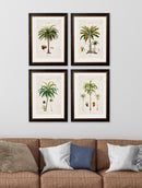 Quality Glass Fronted Framed Print, c.1843 Studies of South American Palm Trees Framed Wall Art PictureVintage Frog T/AFramed Print